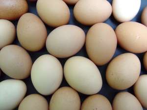 Huevos L  de gallinas camperas   6u.